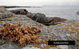 Connemara Organic Seaweed - Carrageen Moss